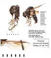 Click to view philopota_flavolateralis_t1.jpg