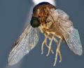 Click to view schlingeriella_irwini2_t1.jpg