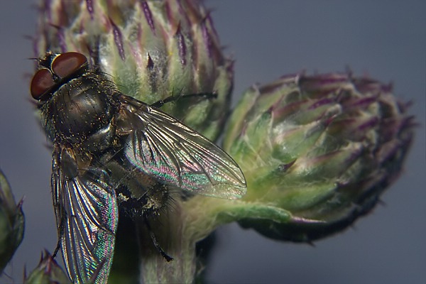 0701-dip-calliphoridae-pollenia-rudis-male-sextenbach-310803.jpg