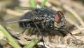 Calliphora vomitoria (male) (2)