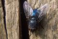 Click to view 1866-dip-calliphoridae-calliphora-vicina-hemmerich-180506kb_t1.jpg
