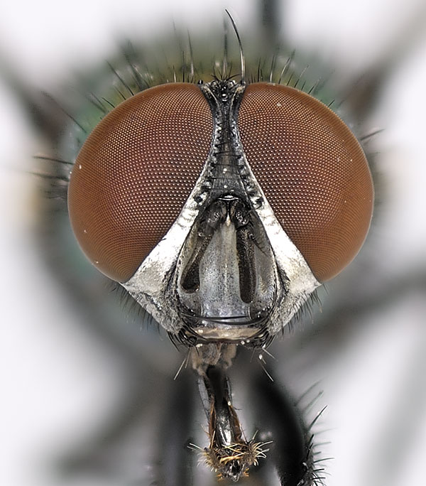 Calliphoridae: Lucilia silvarum (male) (3)