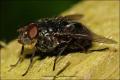 Calliphora vomitoria (male) (4)