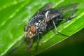 Click to view 3547-3537-dip-calliphoridae-calliphora-vicina-hemmerich-0603kb_t1.jpg