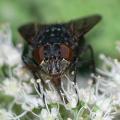 Calliphora vomitoria (female) (3)