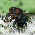 Calliphora vomitoria (female) (2)