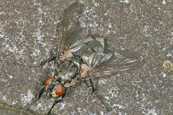 calliphoridae1.jpg