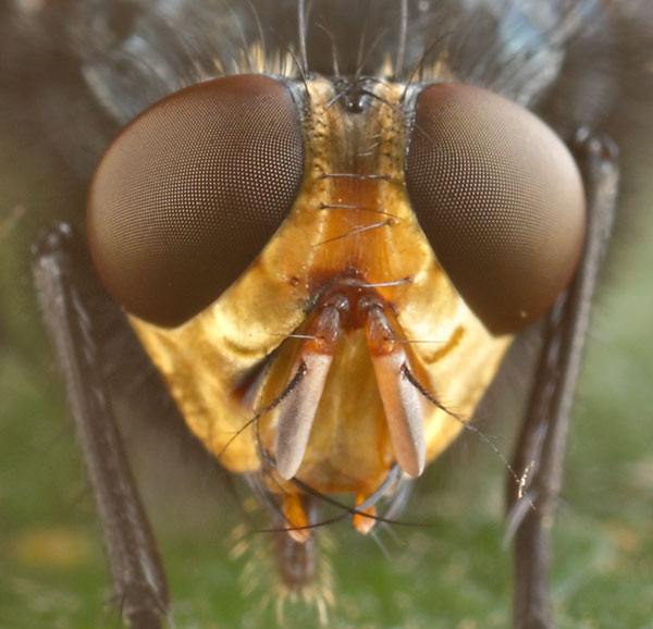 Calliphoridae: Cynomya mortuorum (male) (3)