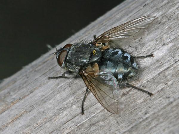 pollenia_rudis_01bbb_ma.jpg