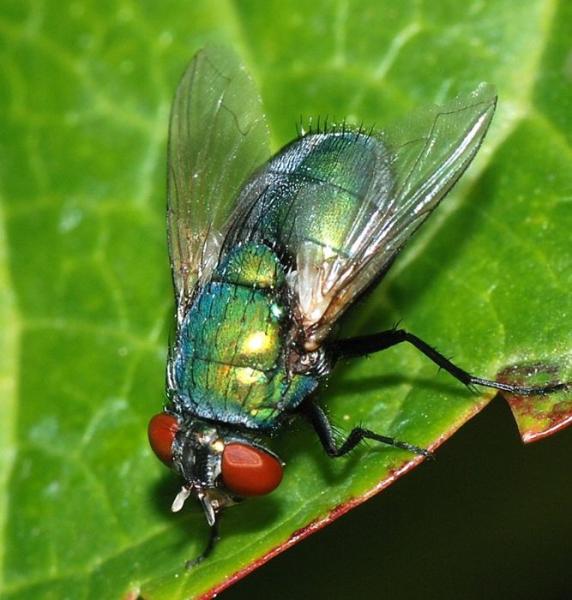 unknowncalliphoridae.jpg