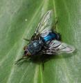 Calliphora vicina (female) (1)