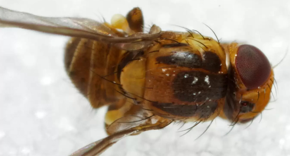 Agromyzidae: Aulagromyza trivittata (male) (2)