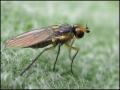 fly28-7-12b_t1.jpg