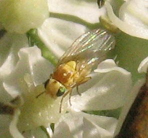 liriomyza_lutea_hs14_2542.jpg