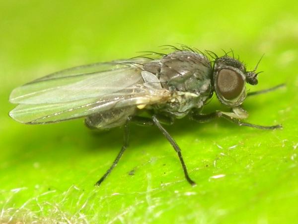 phytomyza_albipennis.jpg