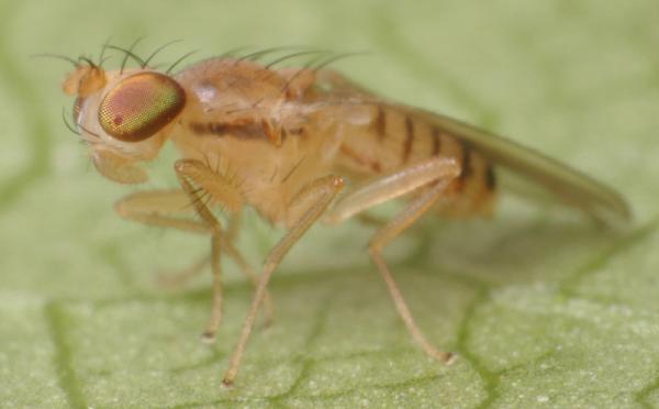 Stiphrosoma cingulatum