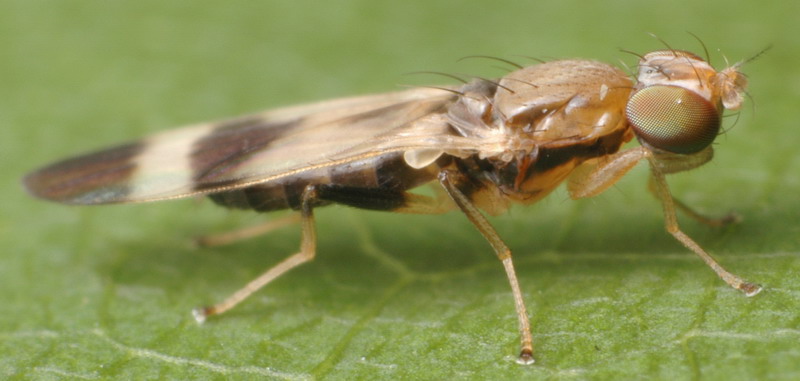 Anthomyzidae: Typhamyza bifasciata (1)