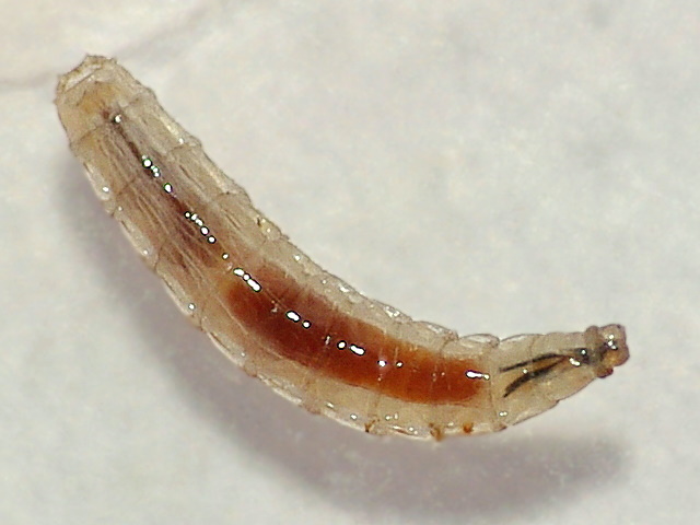 Sarcophagidae: Sarcophaga sp. (larva) (2)
