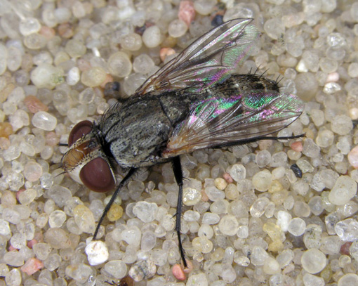 pmelanura_dipterainfo.jpg