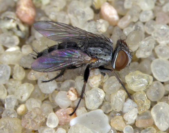 Sarcophagidae: Taxigramma heteroneura (female) (1)