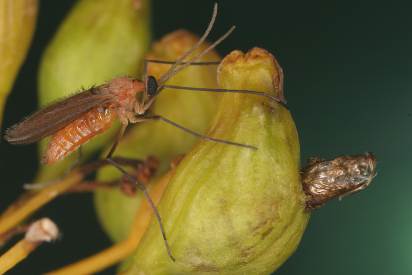 Cecidomyiidae: Asphondylia ruebsaameni (male) (1)