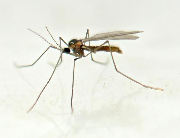 rhopalomyia_tanaceticola_02.jpg