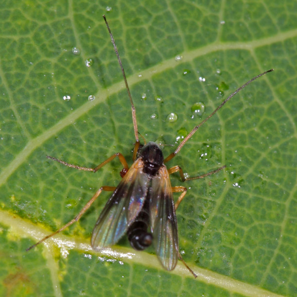 600demeijerea_rufipes6613.jpg