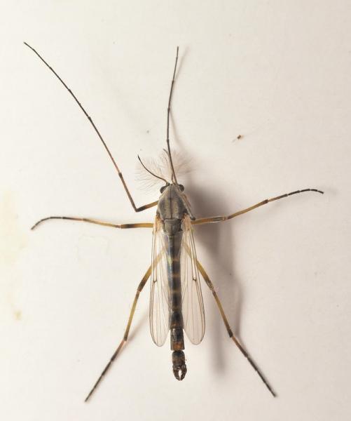 chironomus_tepperi.jpg