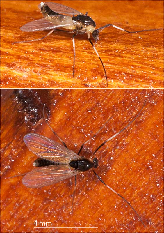 Chironomidae: Cricotopus sp. (female) (1)