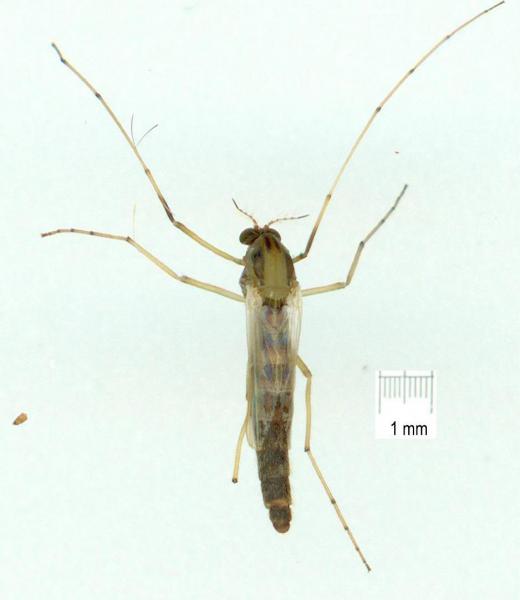 gvc11280.jpg