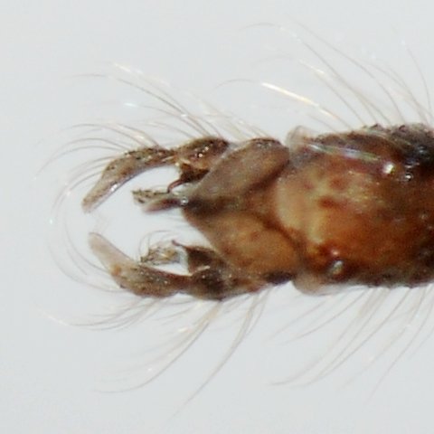 lobochironomus.jpg