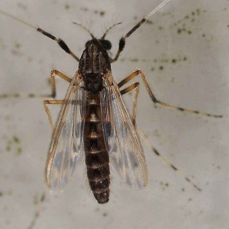 Chironomidae: Zavreliella marmorata (female) (1)