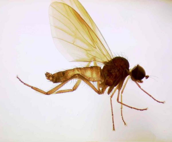 glomafuscipennis.jpg