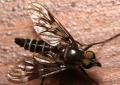 dipterainfoimg_8205_t1.jpg