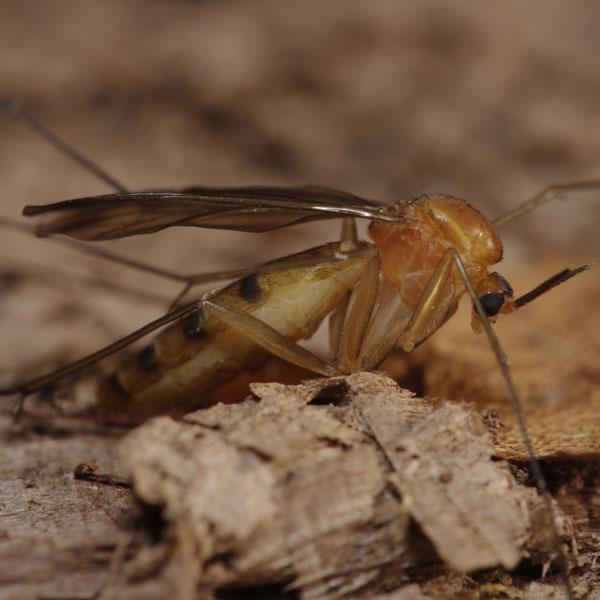 orfelia_sp_female_1.jpg