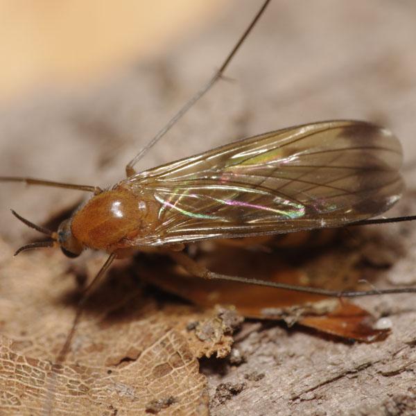 orfelia_sp_female_2.jpg