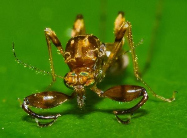 ceratopogonidae-front-amazonas-jun2011.jpg