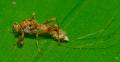 ceratopogonidae-lat-amazonas-jun2011_t1.jpg