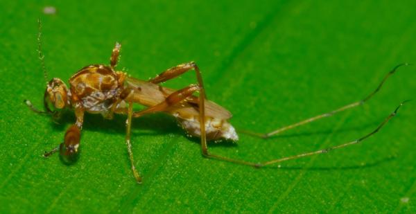 ceratopogonidae-lat-amazonas-jun2011.jpg