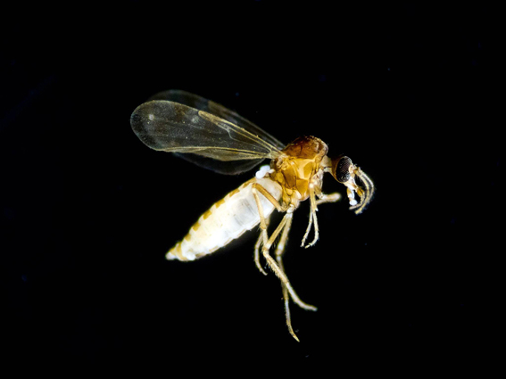 culicoides_1.jpg