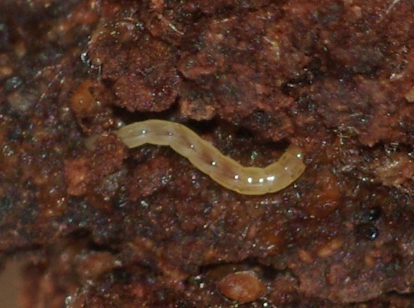 dasyhelea_flavifrons_cf_larva.jpg