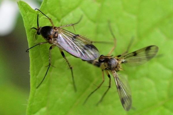 2016-05-18-pilzmuecke_mycetophilidae-schenefeld-dsc0791.jpg