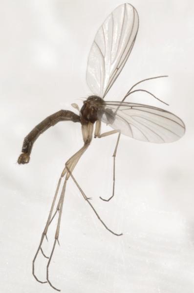 coelosia_sp_male_3.jpg