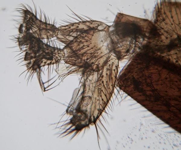 coelosia_sp_male_4.jpg