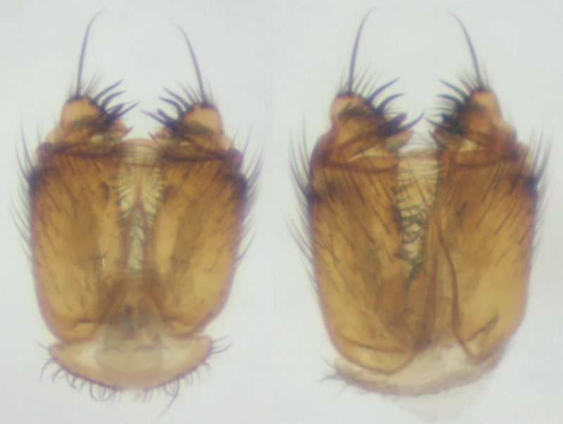 Mycetophilidae: Mycetophila fungorum (male genitalia) (1)