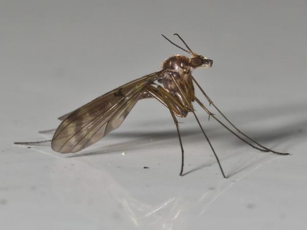 mycetophilidae-stenophragma_meridianum.jpg