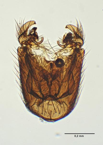 phronia_forcipula_hypopygium1.jpg