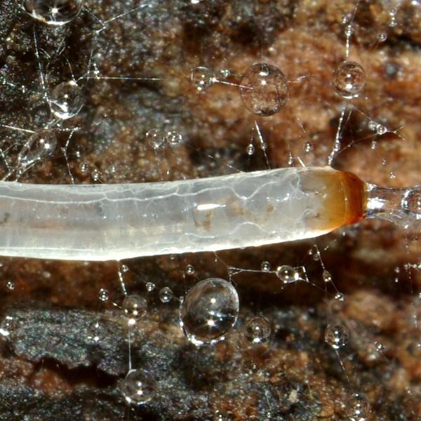 sciophila_sp_larva1.jpg