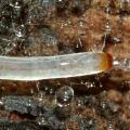 sciophila_sp_larva1_t1.jpg