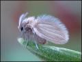 fly14-1-12_t1.jpg